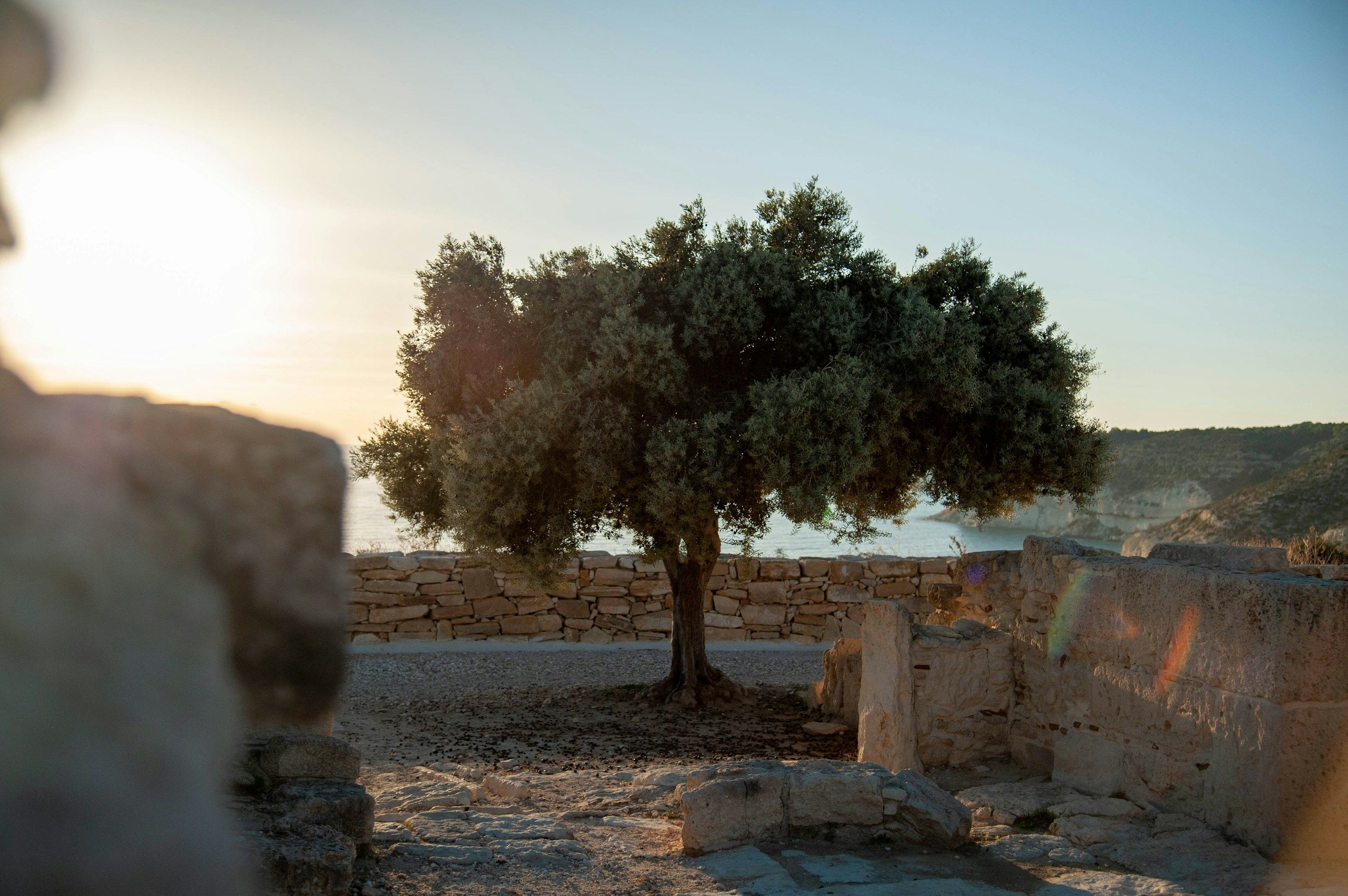 An olive tree beside old stone walls, with the sea beyond at sunset.